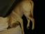 Labrador retriever Aya - ja, her sover jeg så igen... men ligger lidt dumt;) så begyndte at lyde lidt underlig da jeg ikke kunne gå luft....