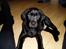 Labrador retriever Nando R.I.P - Er jeg ikke dejlig mor