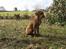 Rhodesian ridgeback Berko