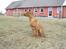 Rhodesian ridgeback Berko