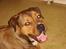 Blanding af racer Balou - .R.I.P - Ja ved godt at jeg er dejlig!! :-)