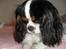 Cavalier king charles spaniel Zhiba - Hvor er du bare smuk skat