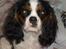 Cavalier king charles spaniel Zhiba - mor´s Prinsesse