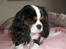 Cavalier king charles spaniel Zhiba - Min hund!!!