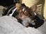 Chihuahua Felix <3
