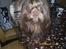 Shih tzu Ludwig. RIP !