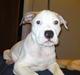 Amerikansk staffordshire terrier Cesar