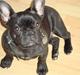 Fransk bulldog Sif
