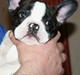 Fransk bulldog Buller