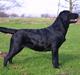 Labrador retriever Brown Hunts Misty