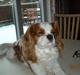 Cavalier king charles spaniel baloo