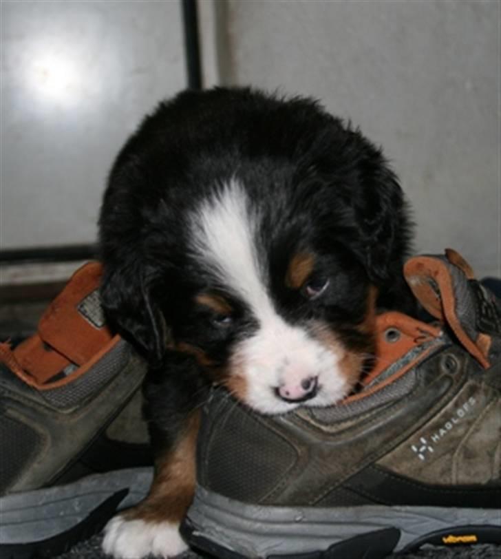 Berner sennenhund Lady Xieras Flanagan billede 1