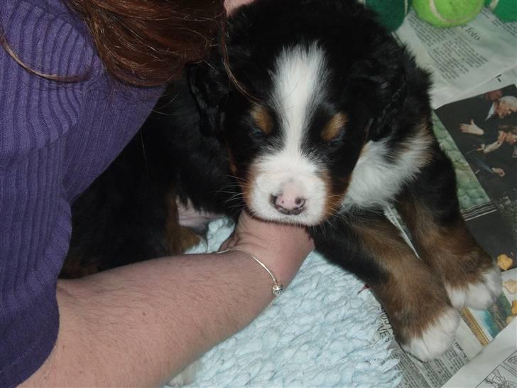 Berner sennenhund Lady Xieras Flanagan billede 2