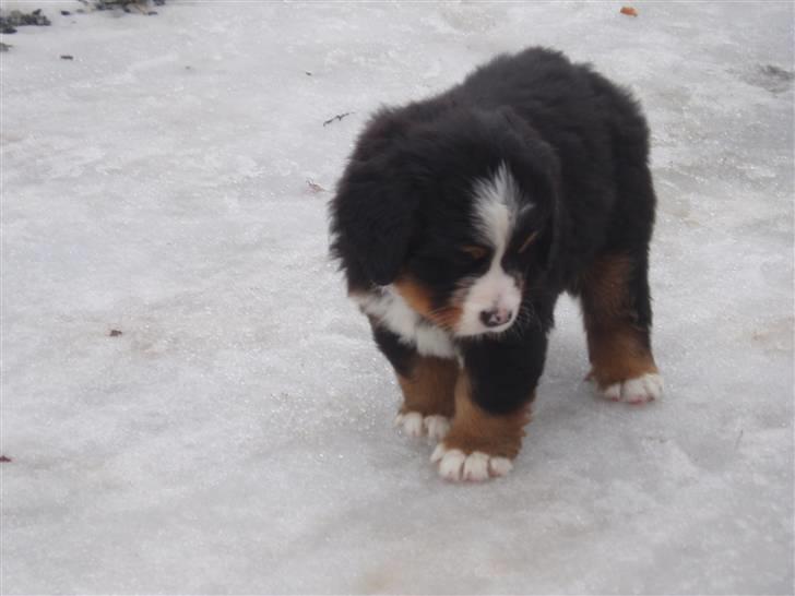 Berner sennenhund Lady Xieras Flanagan billede 3