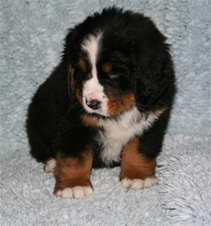 Berner sennenhund Lady Xieras Flanagan billede 4