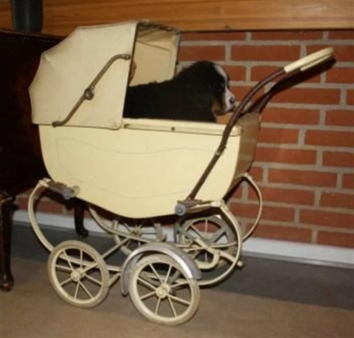 Berner sennenhund Lady Xieras Flanagan billede 5