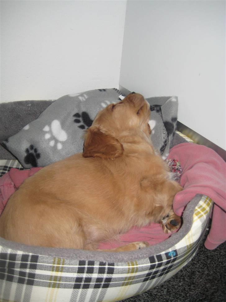 Blanding af racer Tulle - gaaabbb, arrhhh, formiddagssøvn billede 18