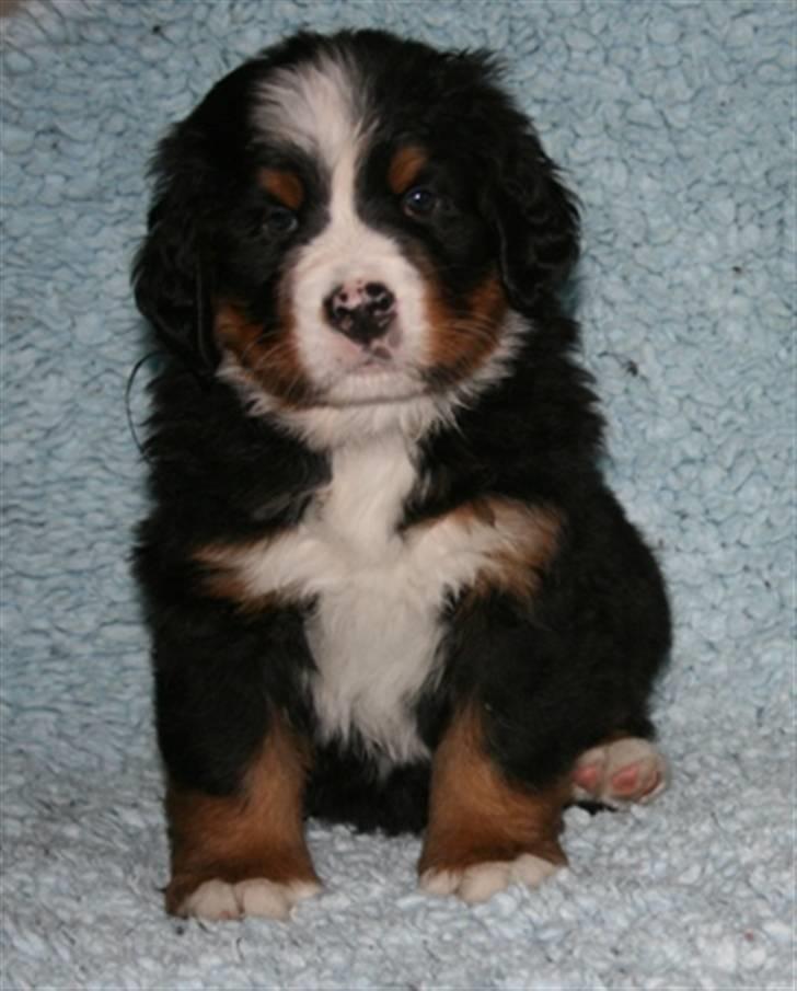Berner sennenhund Lady Xieras Flanagan billede 6