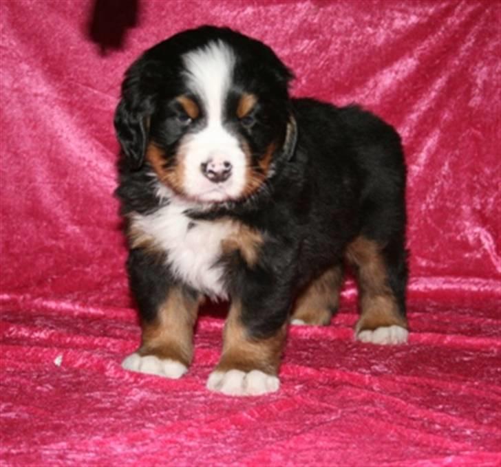 Berner sennenhund Lady Xieras Flanagan billede 7