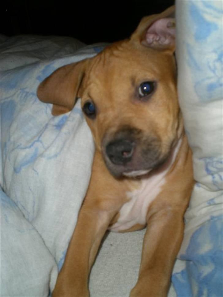 Amerikansk staffordshire terrier bella billede 15