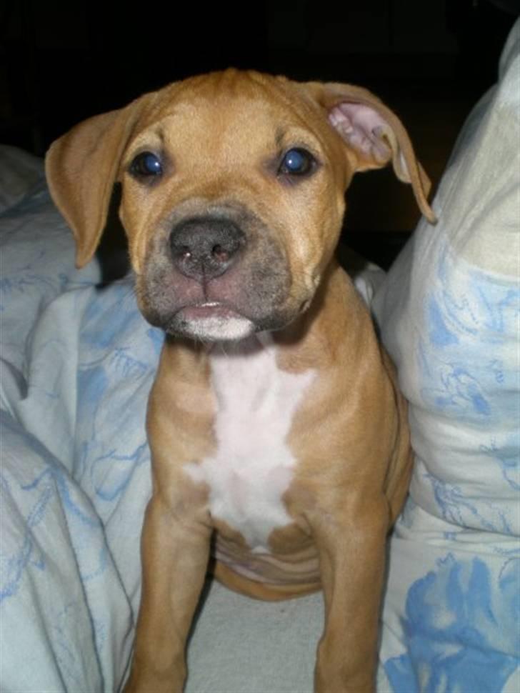 Amerikansk staffordshire terrier bella billede 16