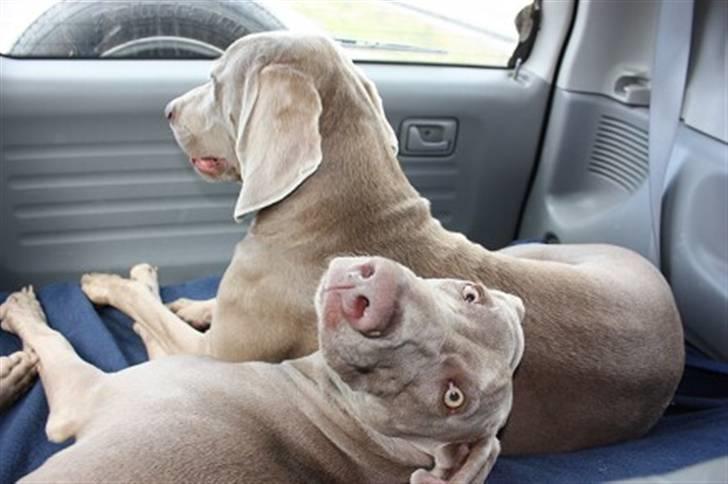 Weimaraner Hot shoots Hi yoda billede 7