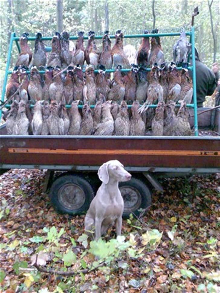 Weimaraner Hot shoots Hi yoda billede 8