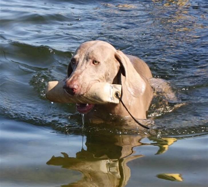 Weimaraner Hot shoots Hi yoda billede 9