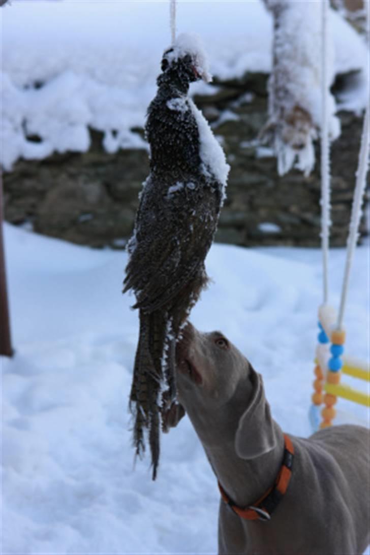 Weimaraner Hot shoots Hi yoda billede 10