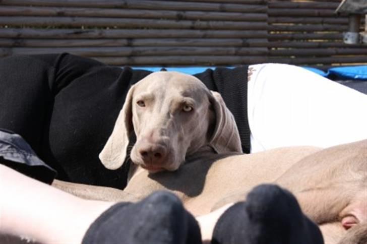 Weimaraner Hot shoots Hi yoda billede 11