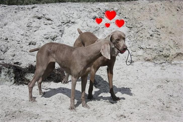 Weimaraner Hot shoots Hi yoda billede 12