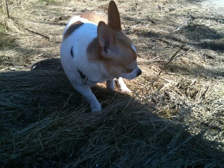 Chihuahua Fucchi billede 9