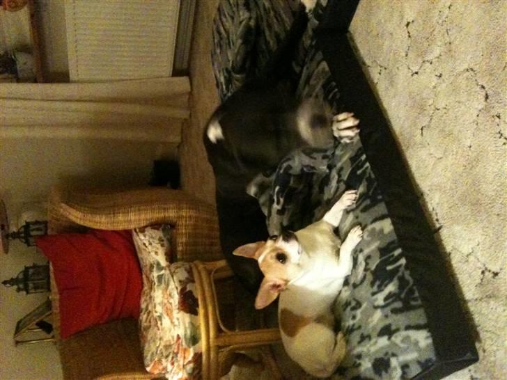 Chihuahua Fucchi billede 10