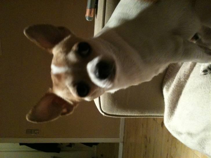 Chihuahua Fucchi billede 11