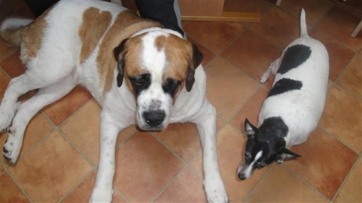 Sankt bernhardshund freja billede 18