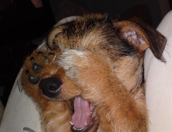 Blanding af racer Tøsen billede 1