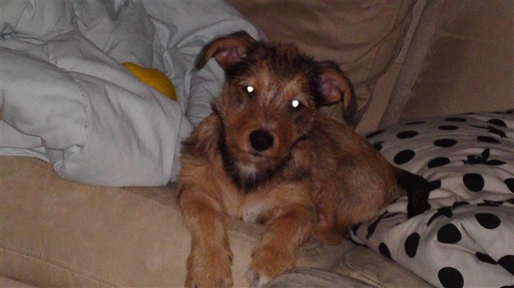 Blanding af racer Tøsen billede 2