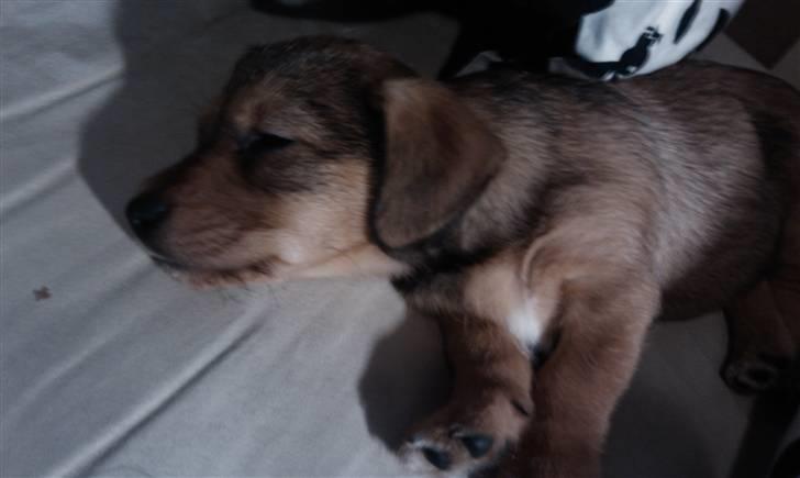 Blanding af racer Tøsen billede 3