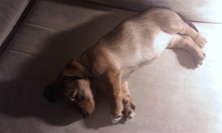 Blanding af racer Tøsen billede 4