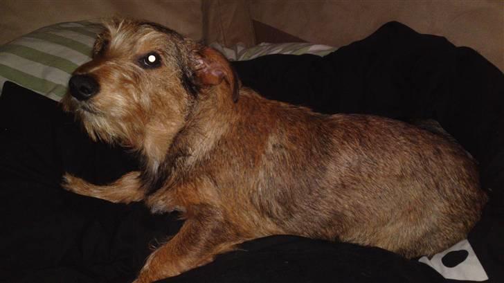 Blanding af racer Tøsen billede 5