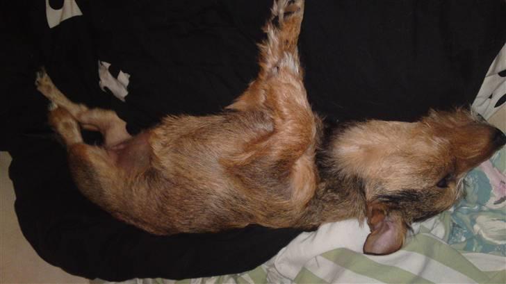 Blanding af racer Tøsen billede 6