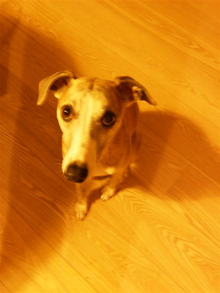 Whippet sir toby billede 10