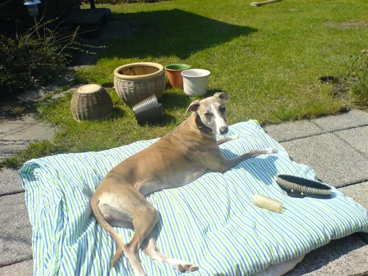 Whippet sir toby billede 11