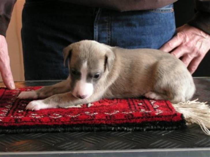 Whippet sir toby billede 12