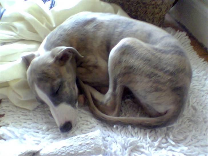 Whippet sir toby billede 13