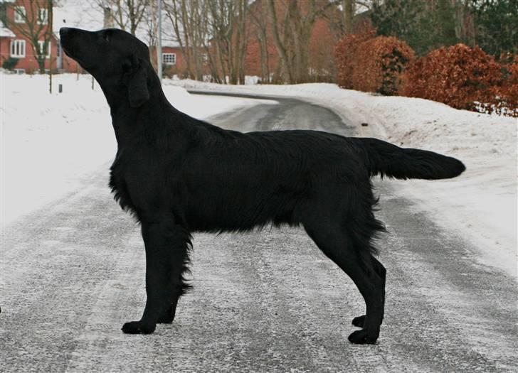 Flat coated retriever Bailey - 12 mdr. billede 16