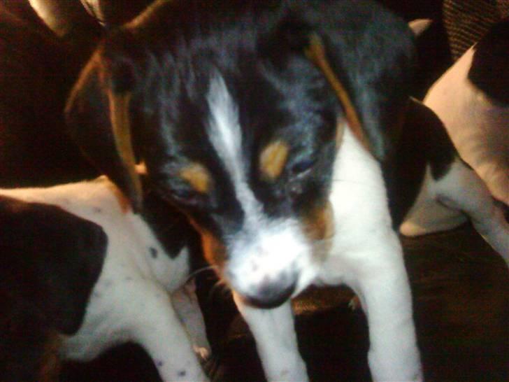 Dansk svensk gaardhund Flamme - Der er langt ned fra sofaen når man bare er en lille hvalp på knap 8 uger billede 6