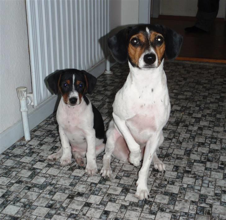 Dansk svensk gaardhund Flamme - Flamme og mor Mille billede 7