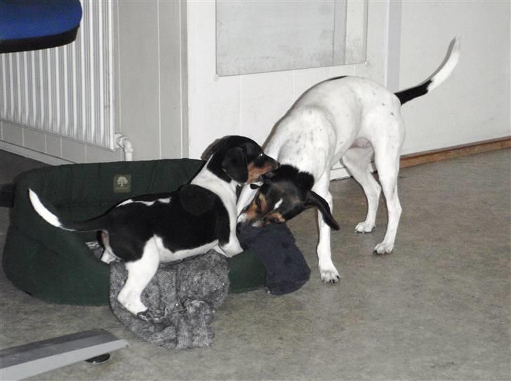 Dansk svensk gaardhund Flamme - det er sjovt at lege med mor billede 8