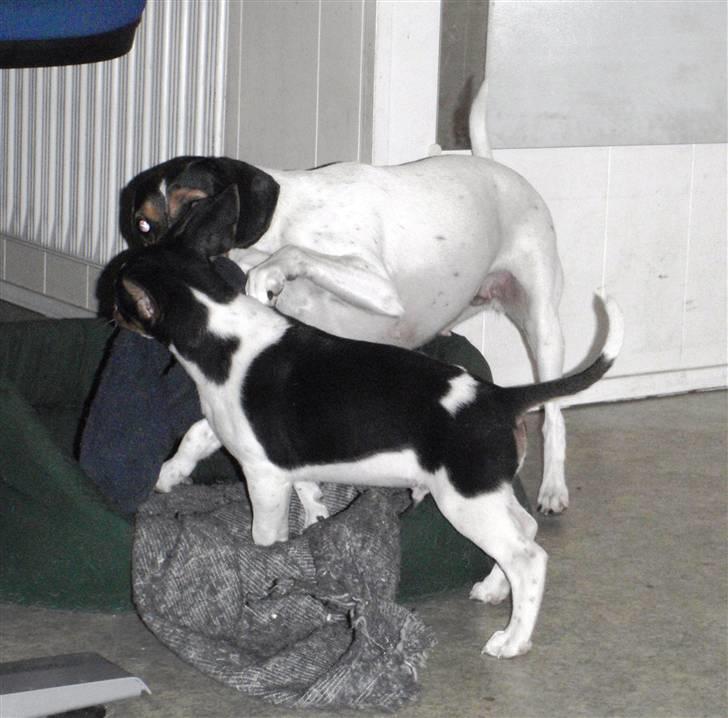 Dansk svensk gaardhund Flamme billede 9